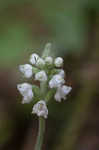 Downy rattlesnake plantain